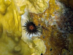 Reef Urchin